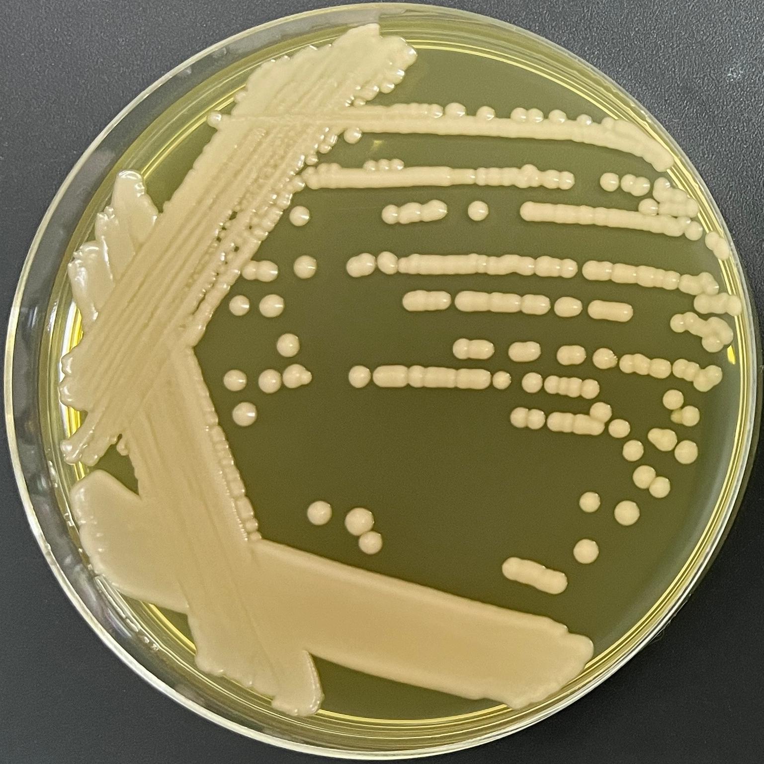 Nagania genus bacteria-BNCC