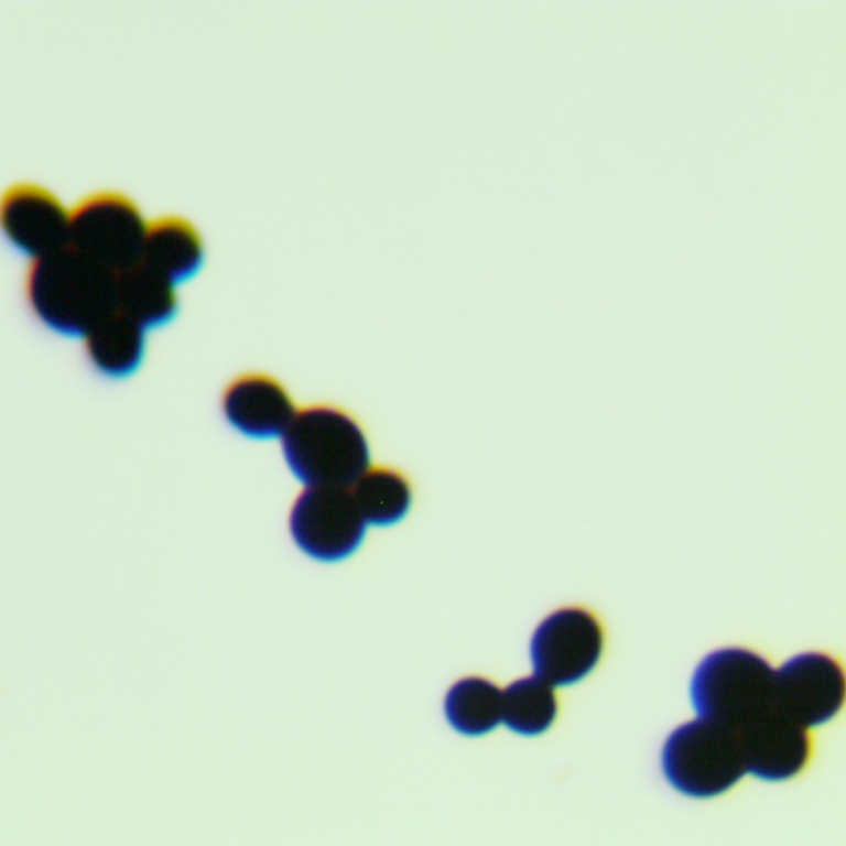 Nagania genus bacteria-BNCC