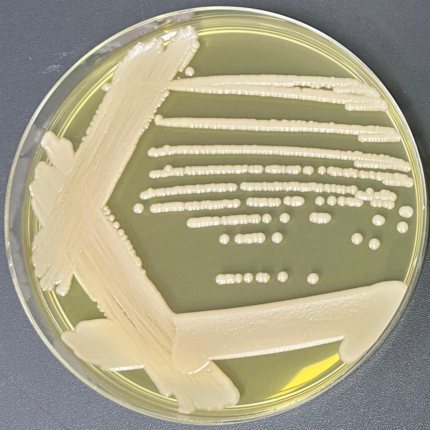 Nagania genus bacteria-BNCC