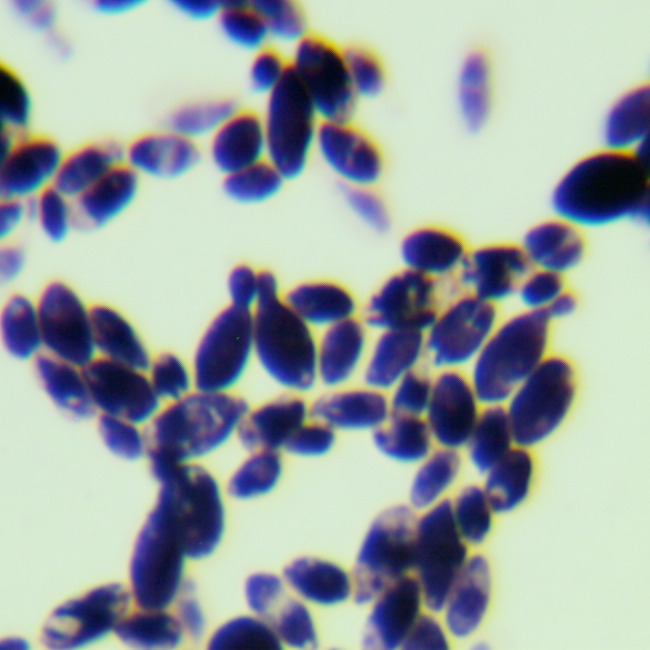 Fanlijia pseudohyphae-BNCC