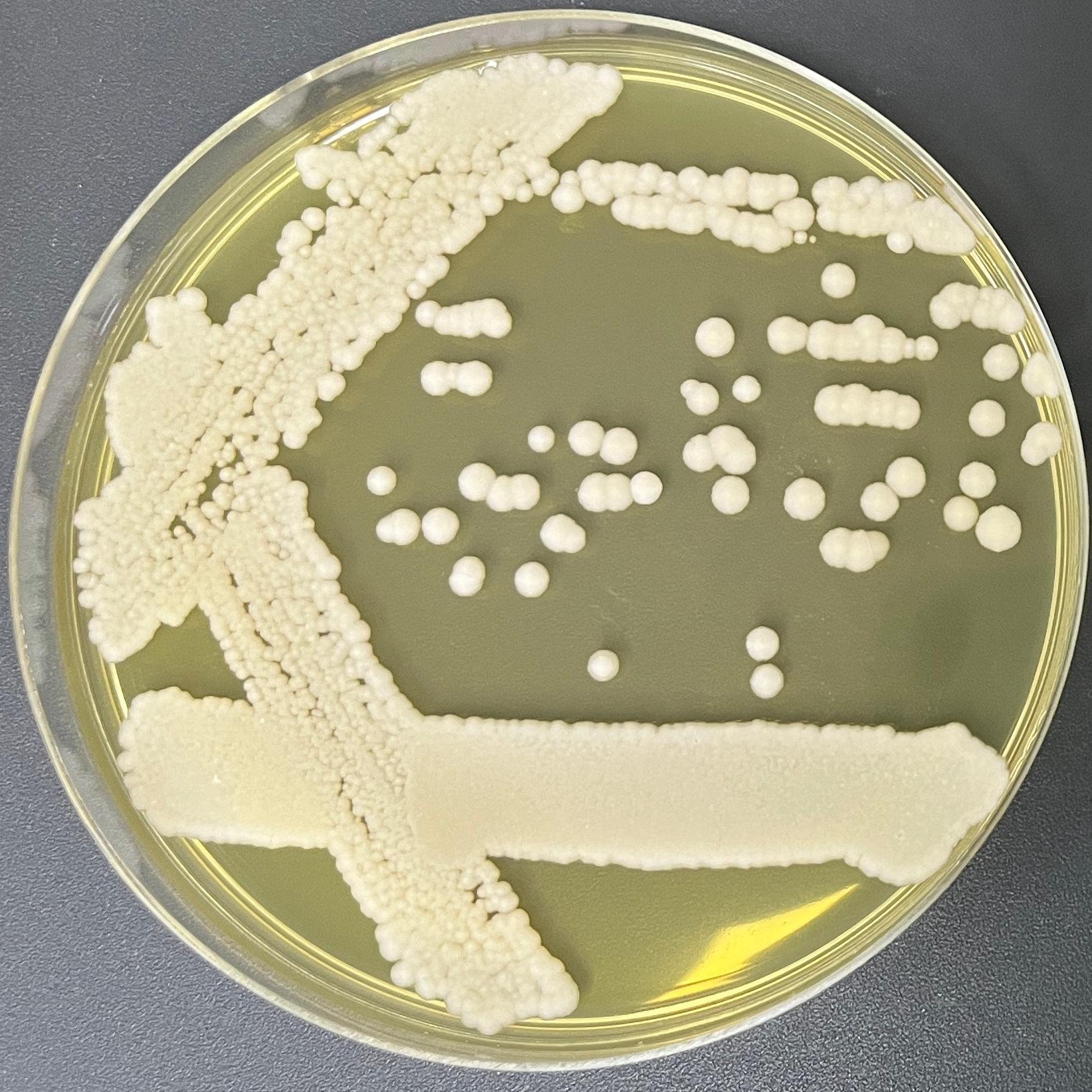 Fanlijia pseudohyphae-BNCC