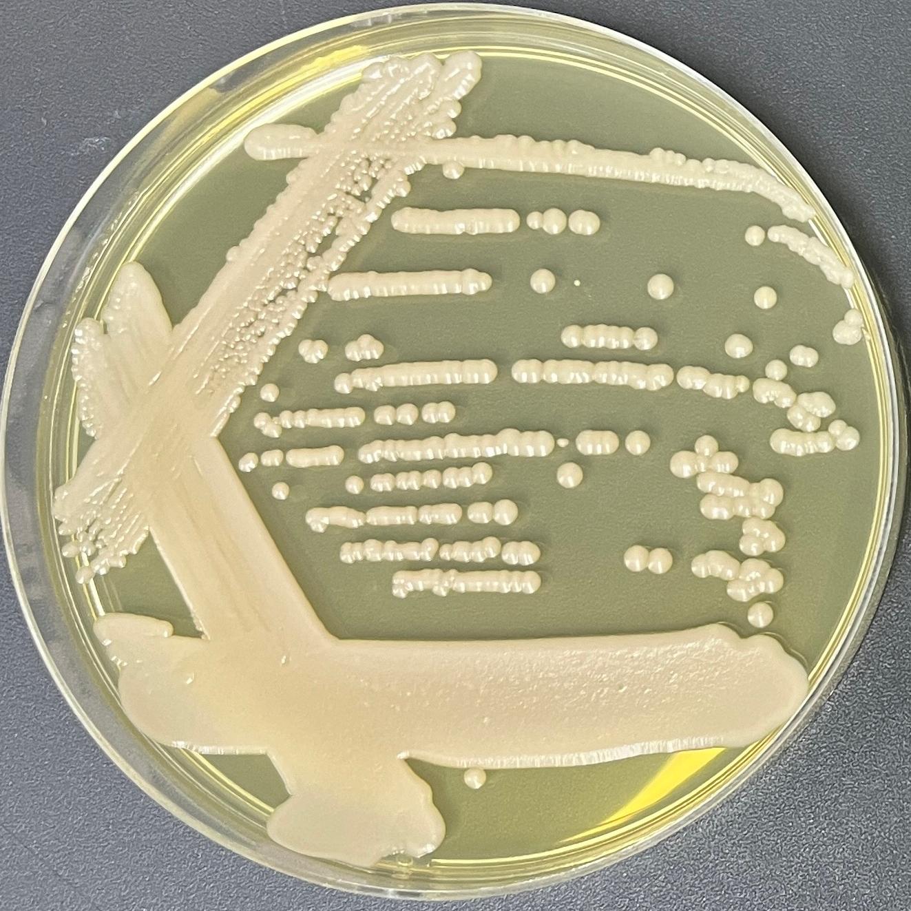 Nagania genus bacteria-BNCC
