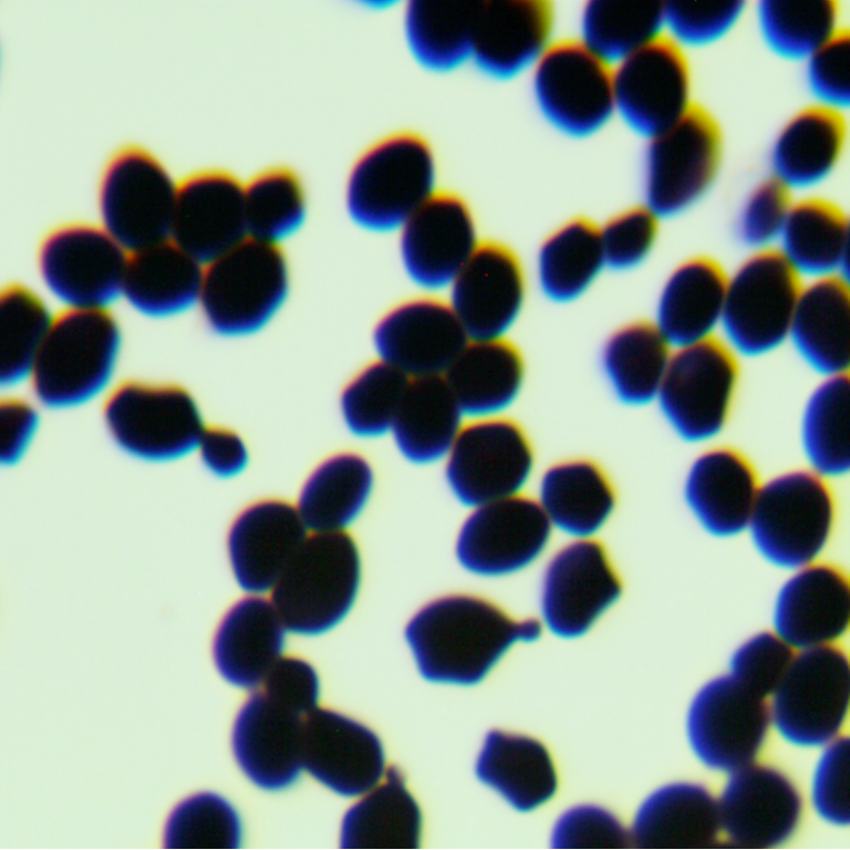 Nagania genus bacteria-BNCC