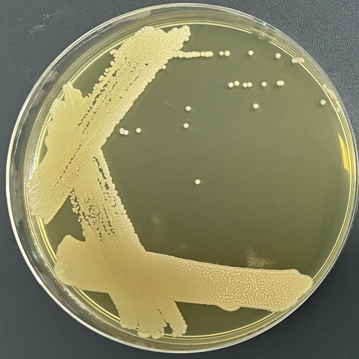 Blauer Tremella pseudomutation-BNCC