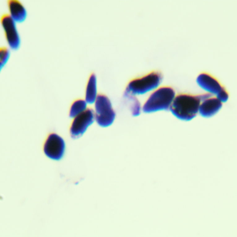 Blauer Tremella pseudomutation-BNCC