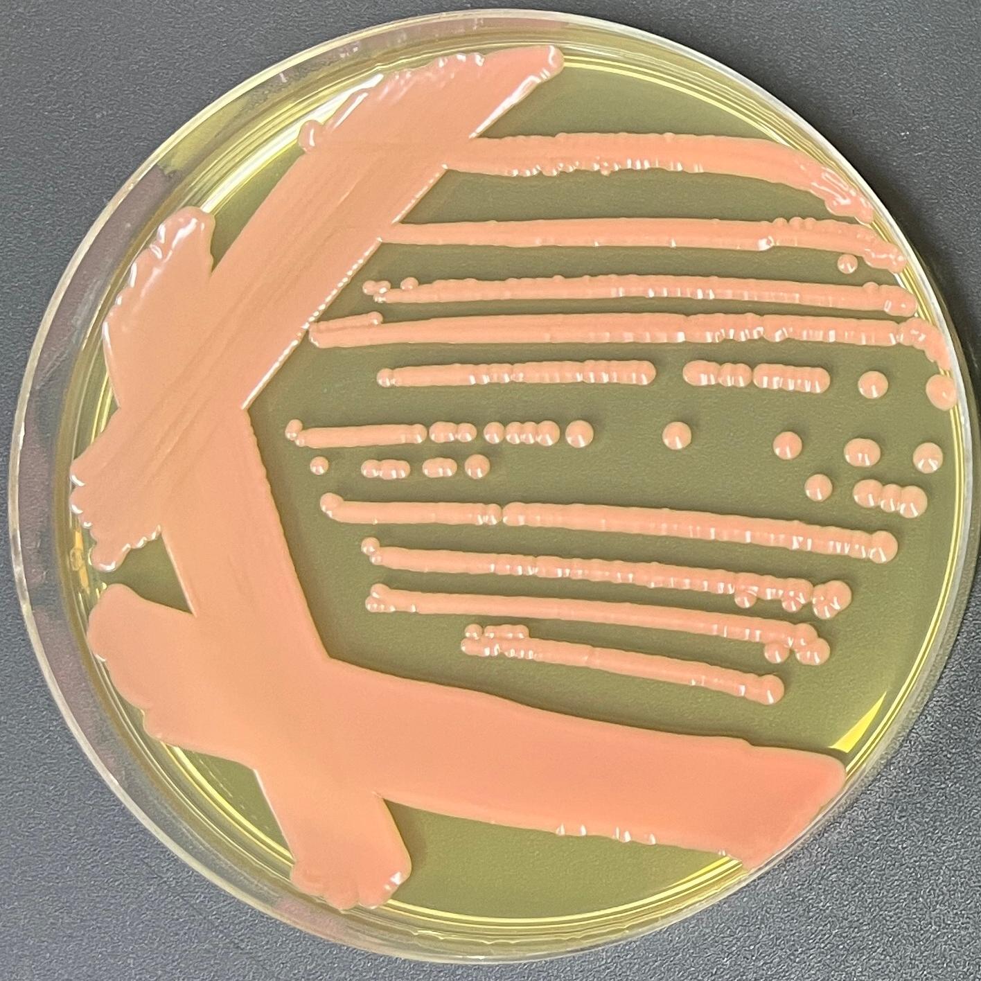 Red yeast genus-BNCC