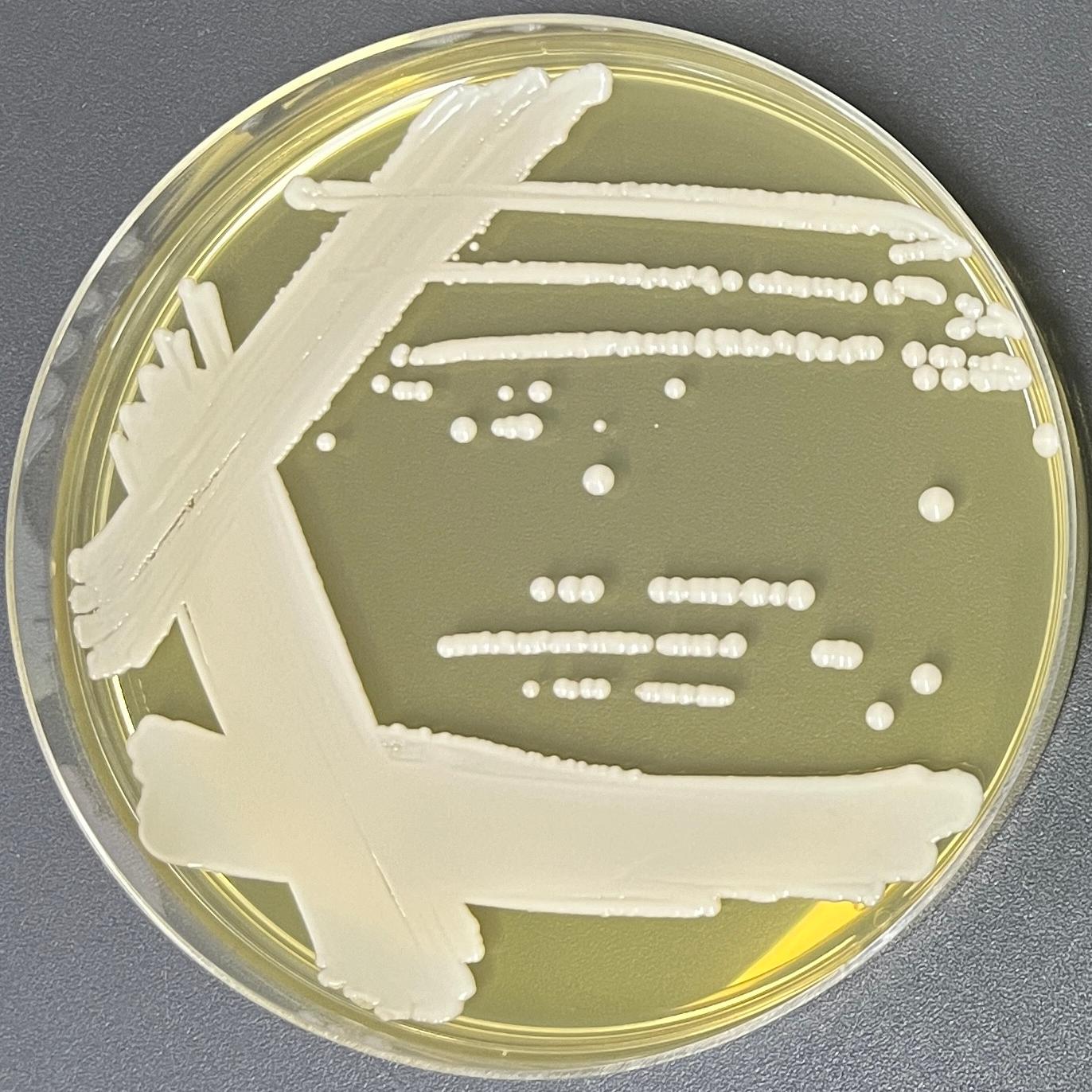 Candida albicans-BNCC