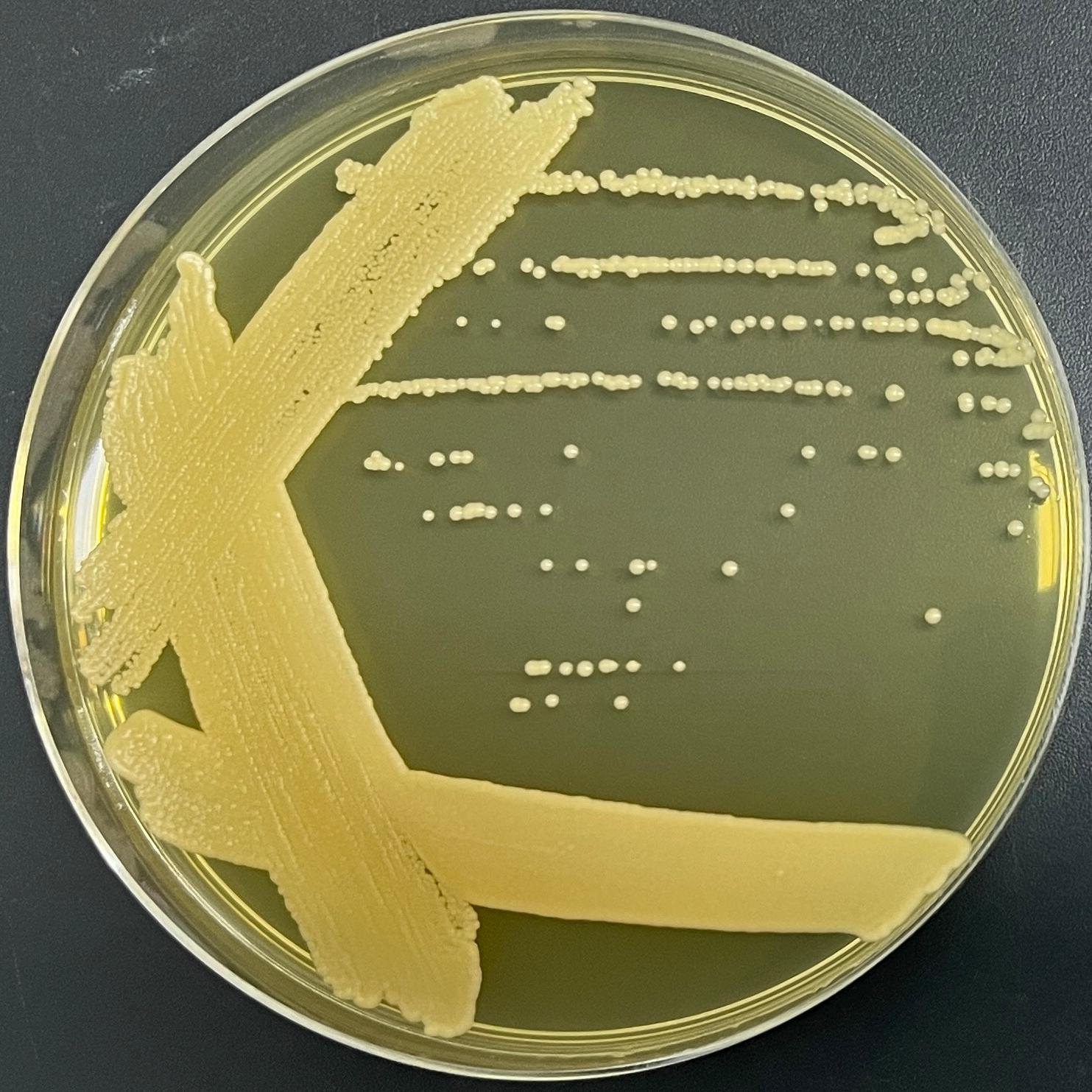 Blauer Tremella pseudomutation-BNCC