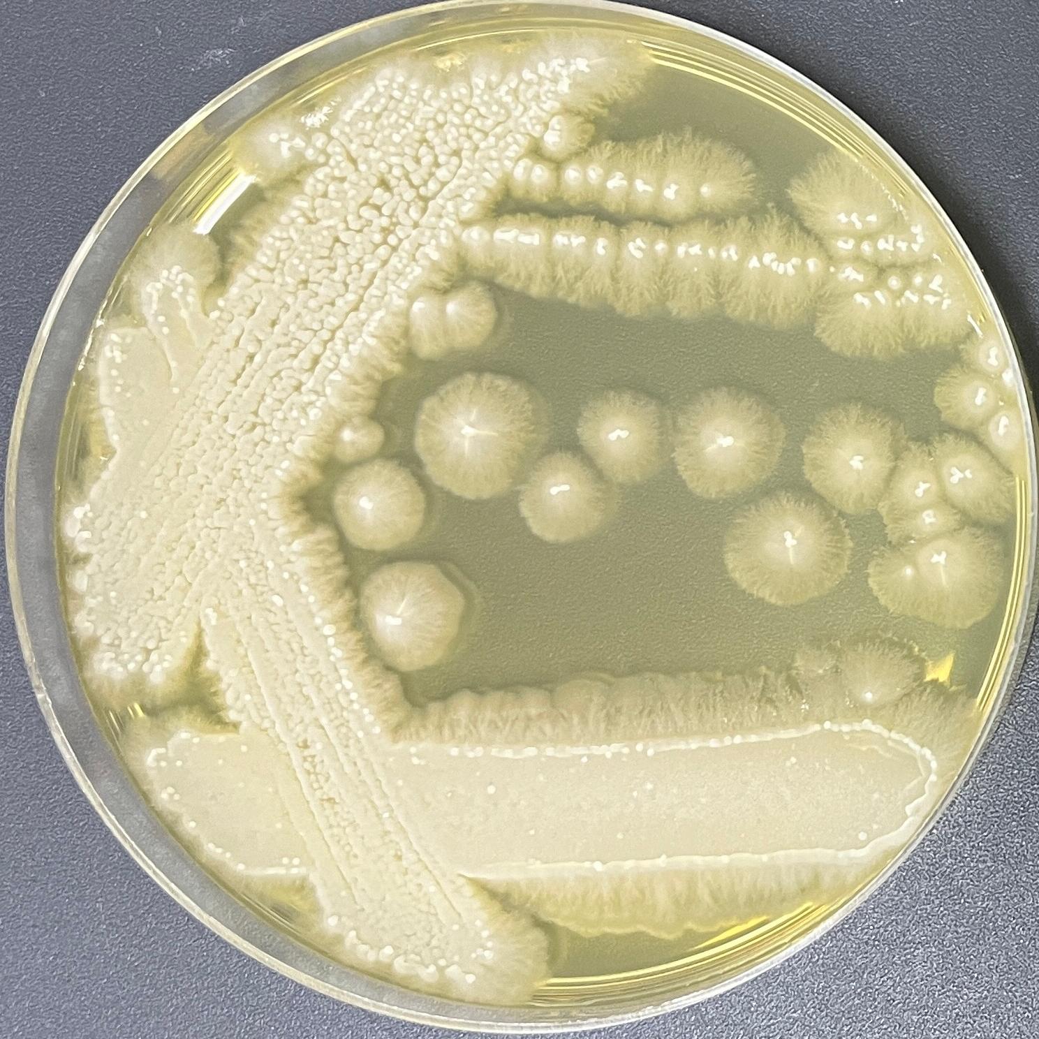 Laibach filamentous yeast-BNCC