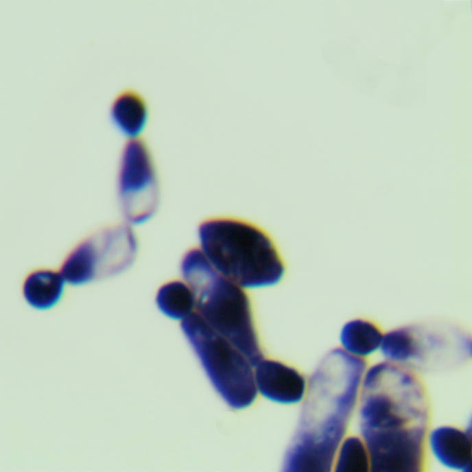 Laibach filamentous yeast-BNCC