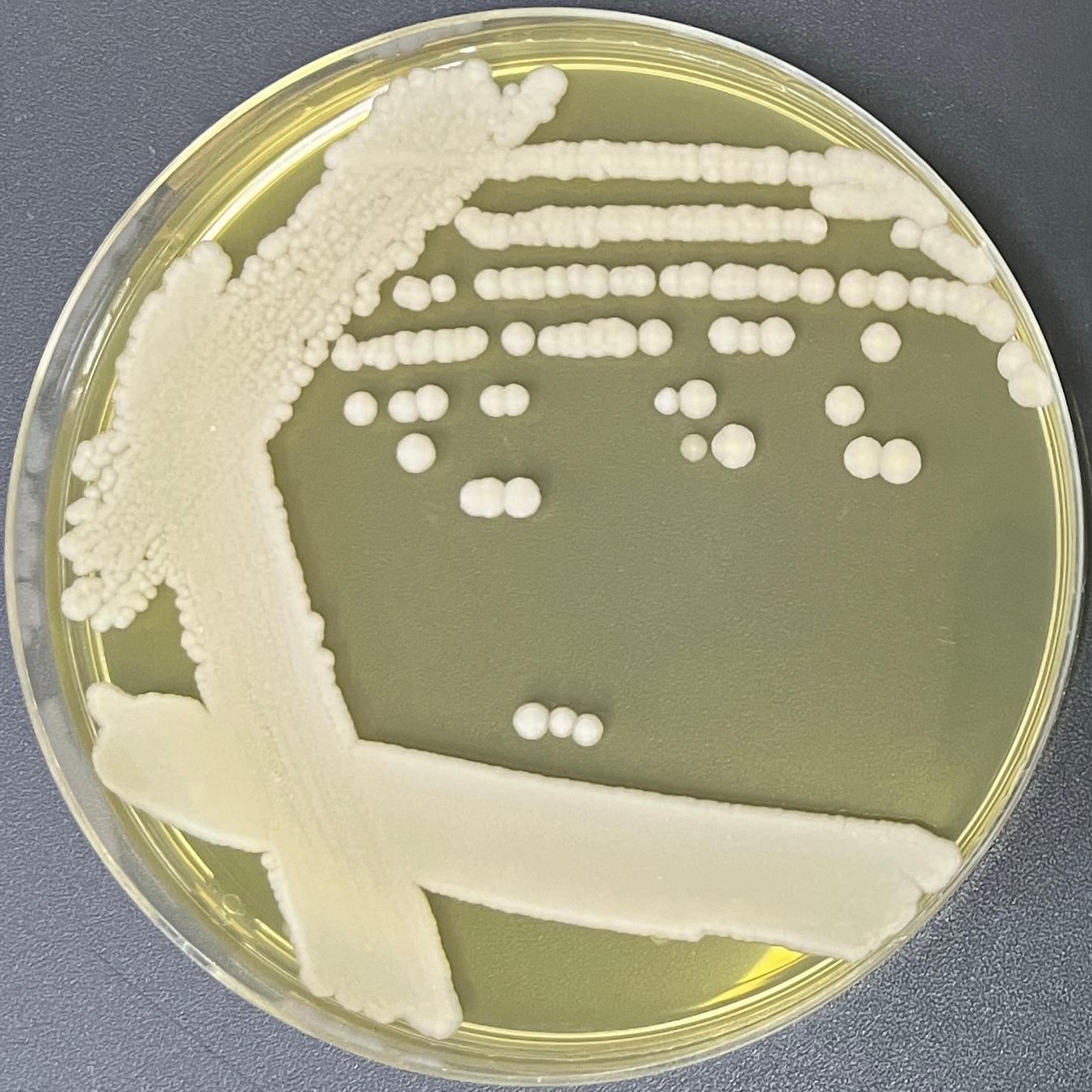 Fake Changfanlijia yeast-BNCC