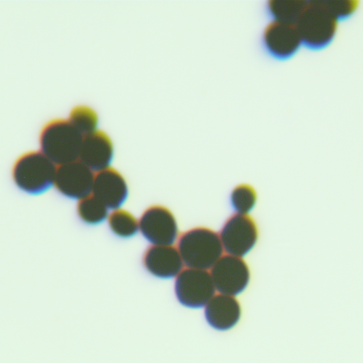 Some species of yeast belonging to the genus Nagata-BNCC
