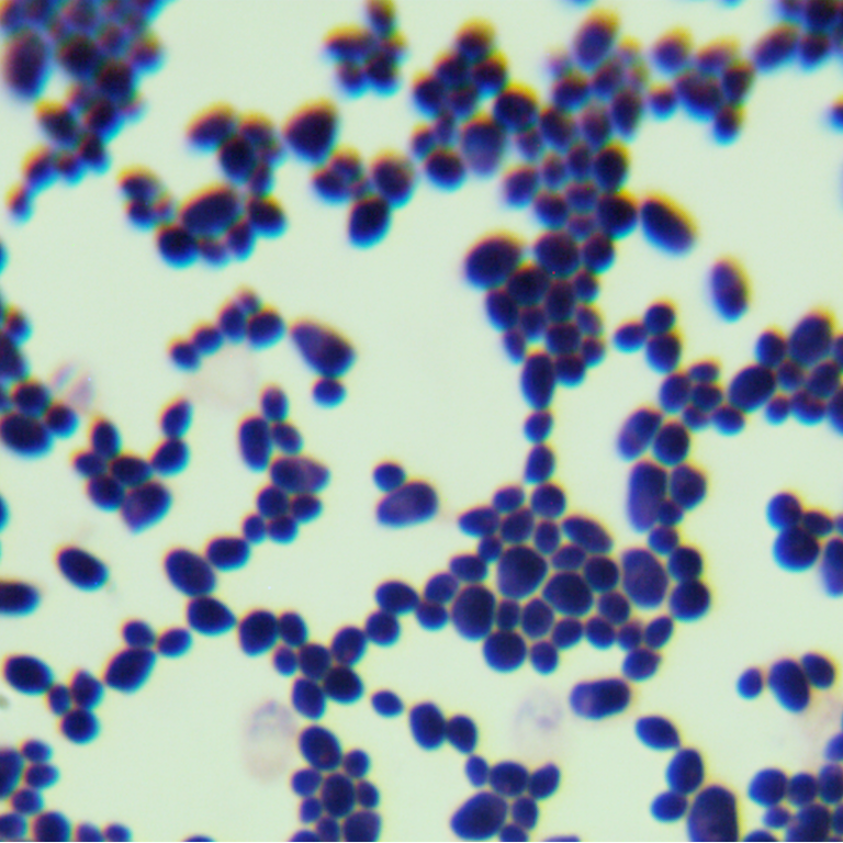 Saiberlindner's yeast genus-BNCC