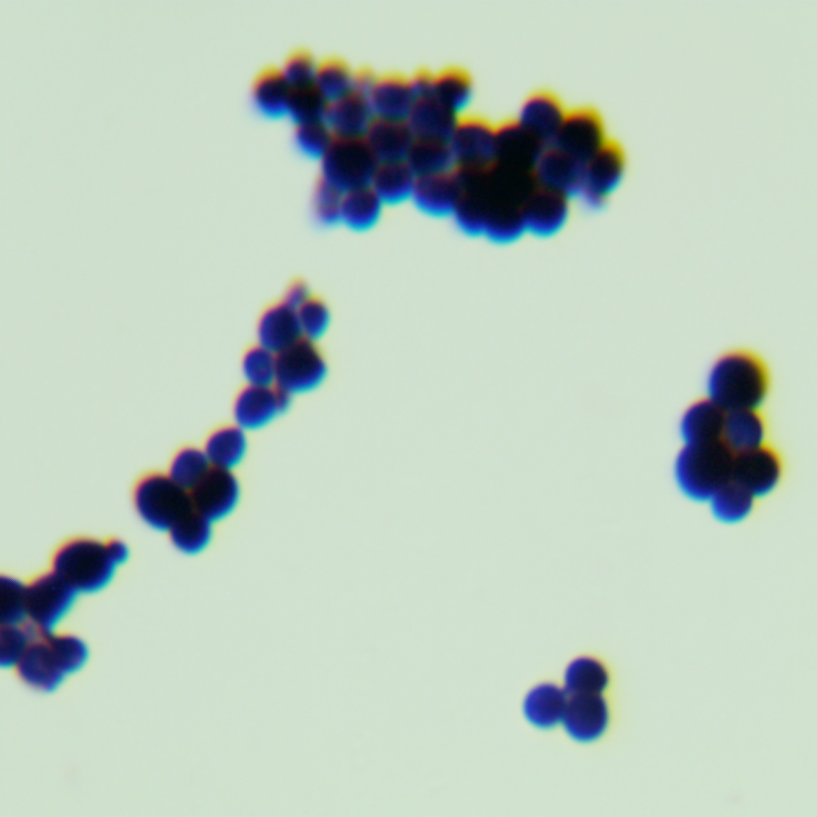 Depali yeast genus-BNCC