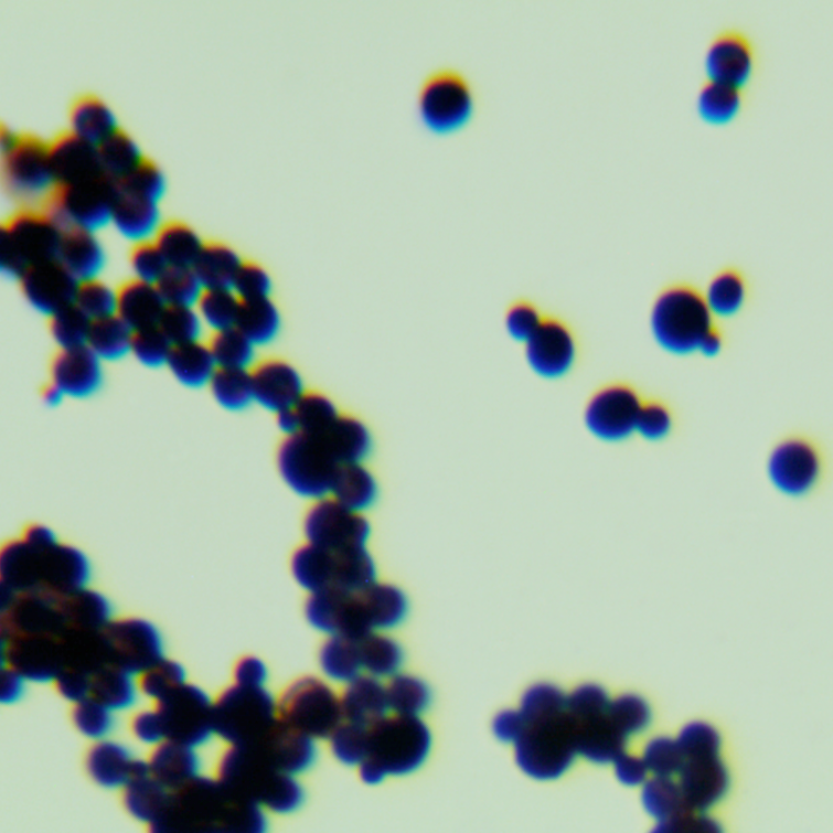 Depali yeast genus-BNCC