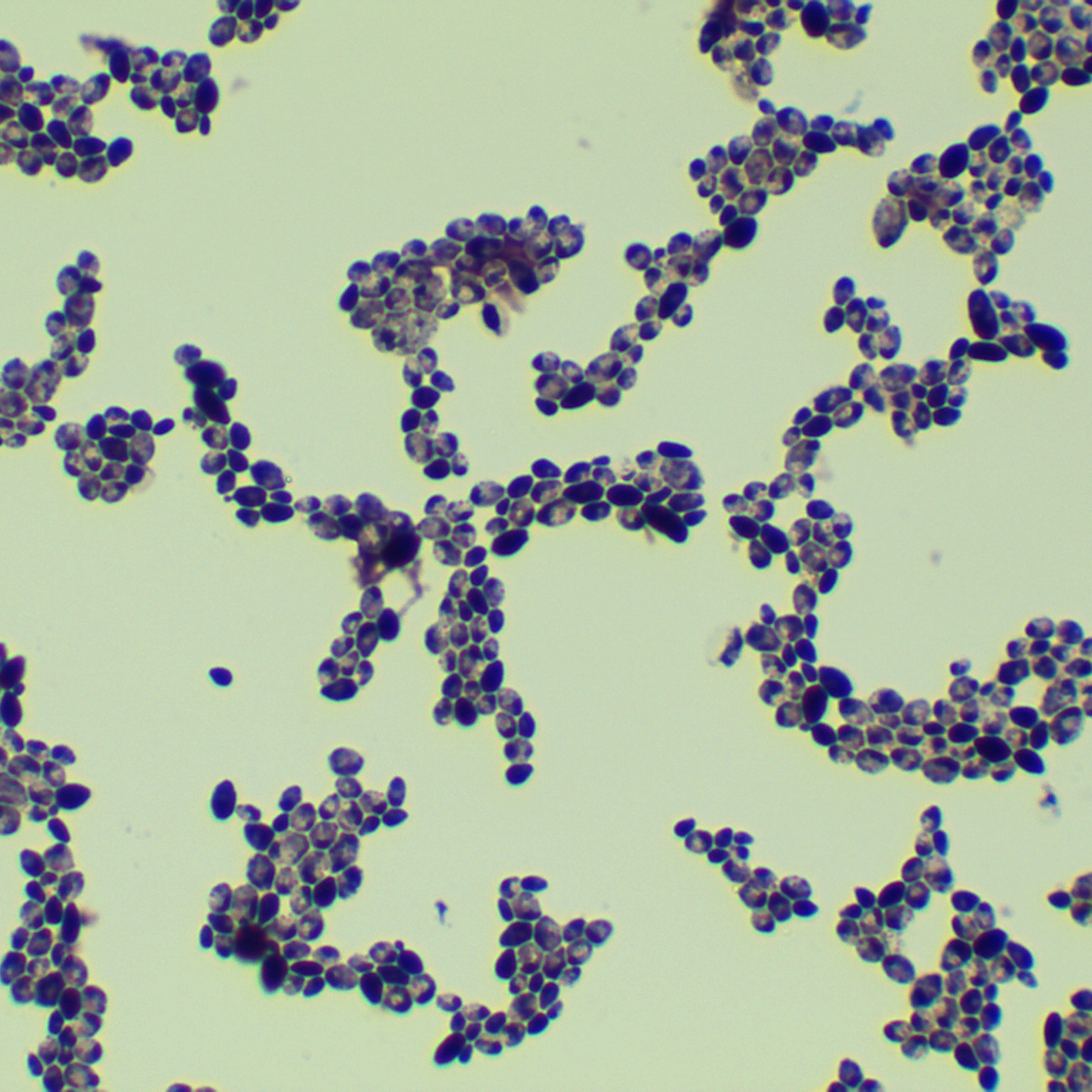 Isabella's yeast from Goto-BNCC