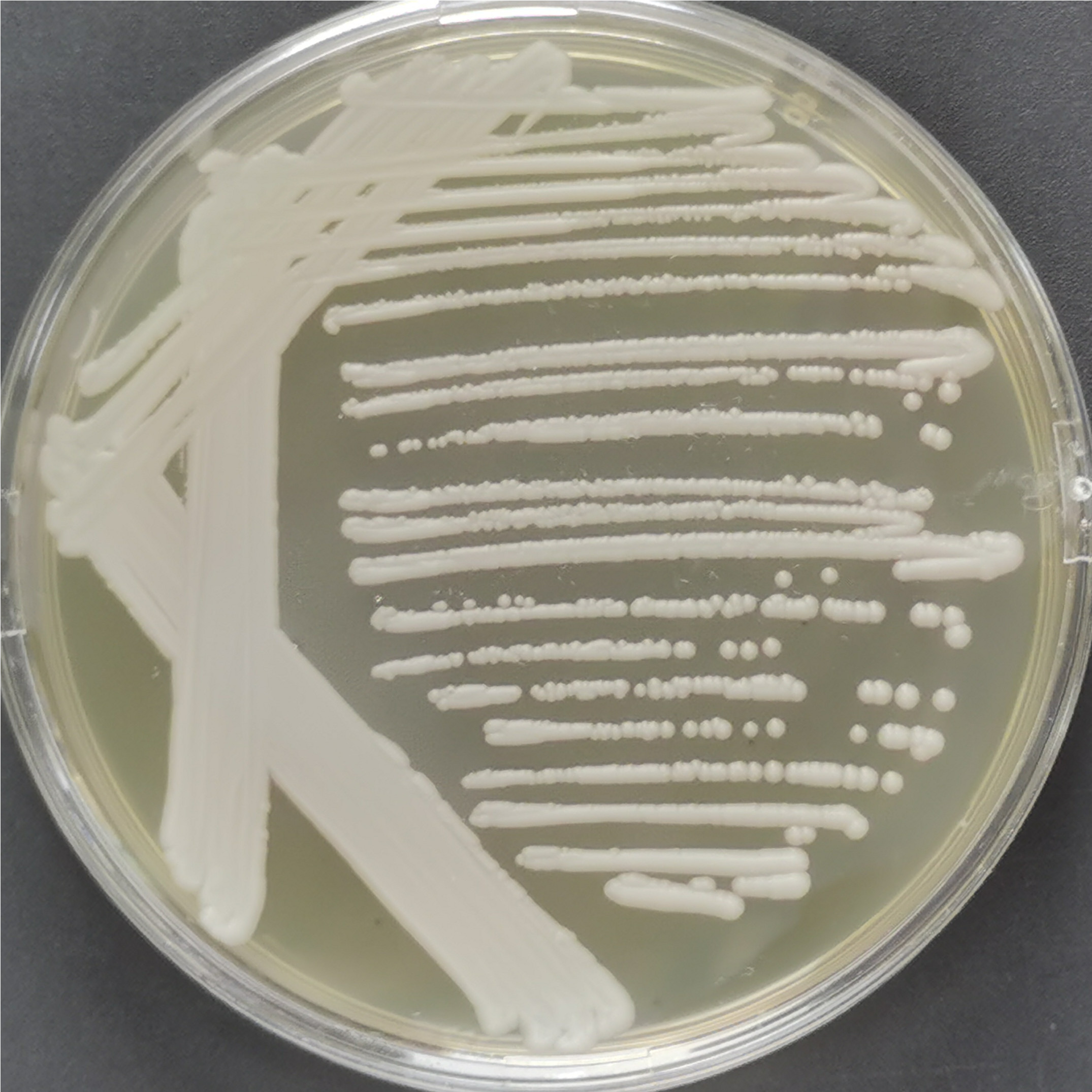 Forest dwelling post fungal Pichia pastoris-BNCC