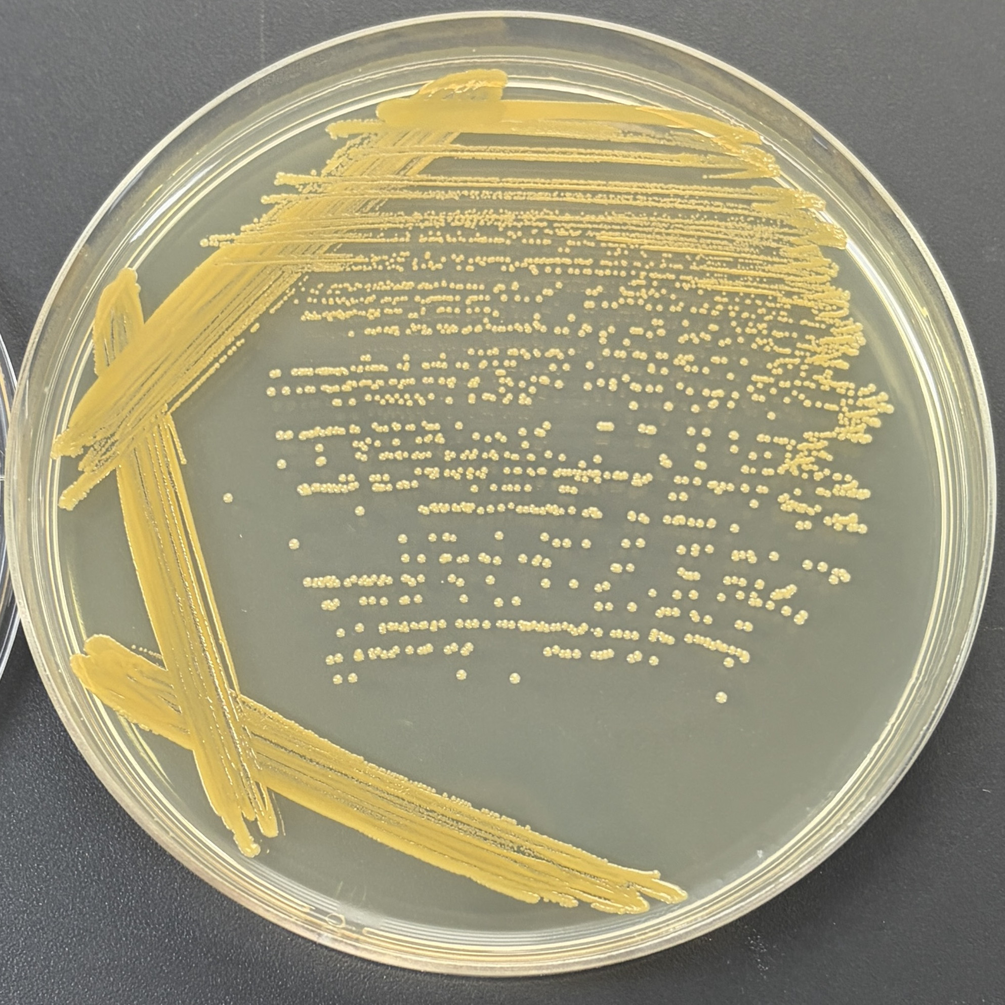 Staphylococcus aureus subspecies aureus-BNCC
