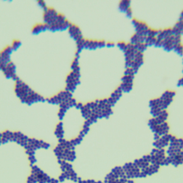 Staphylococcus aureus subspecies aureus-BNCC