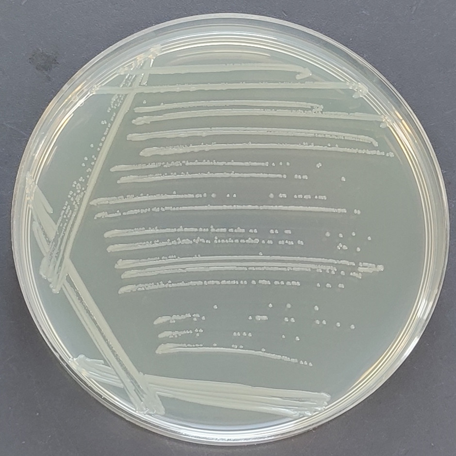 Escherichia coli-BNCC