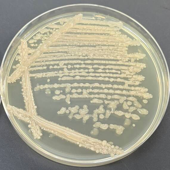 Bacillus licheniformis-BNCC