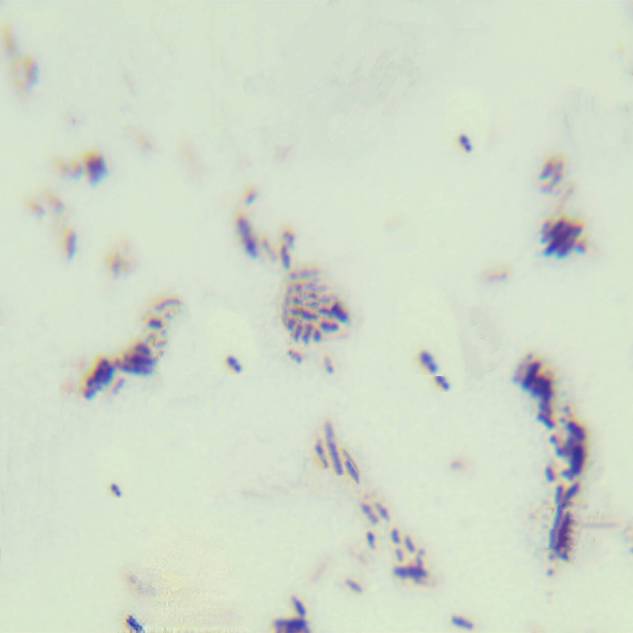 Bacillus licheniformis-BNCC