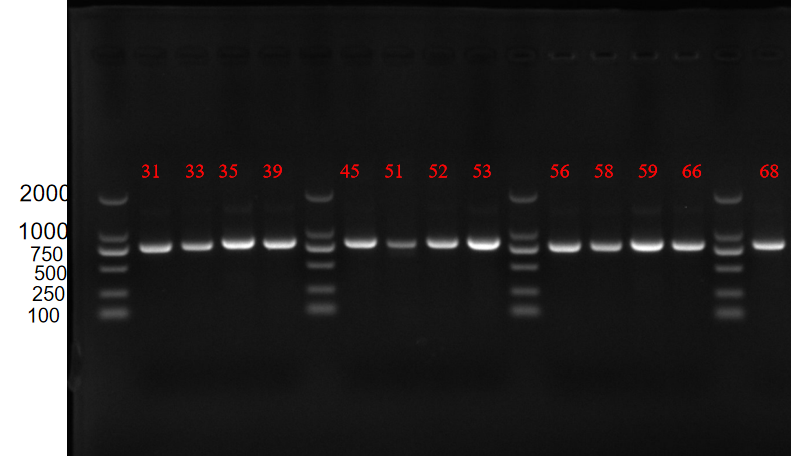 Streptococcus pneumoniae deoxyribonucleic acid liquid indoor quality control product-BNCC