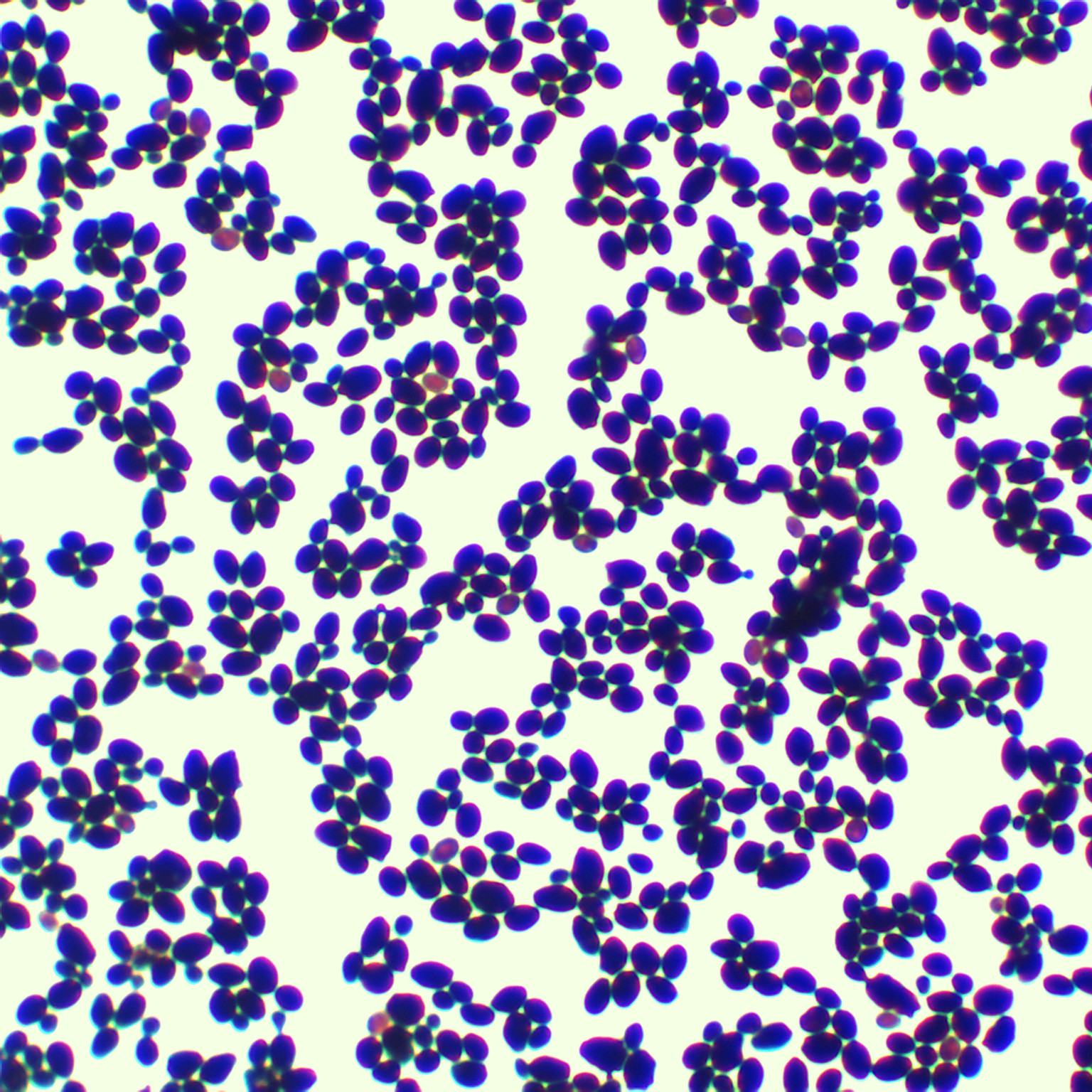Pichia pastoris-BNCC