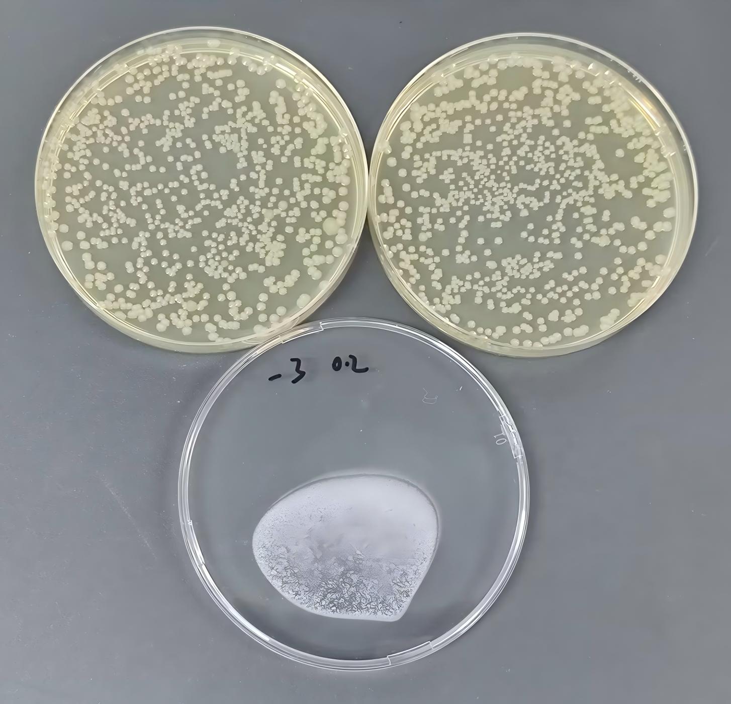 Quantitative Strain of Gas-Producing Klebsiella-BNCC
