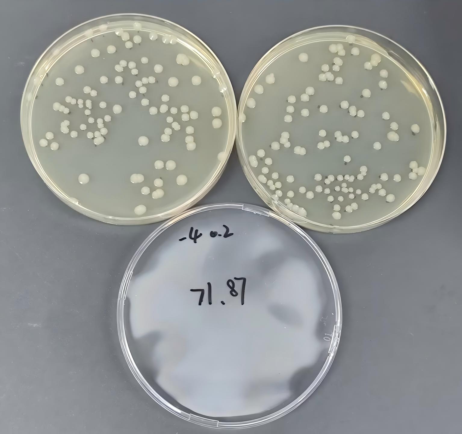 Quantitative Strain of Gas-Producing Klebsiella-BNCC