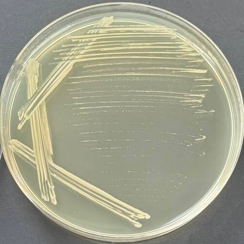 Henan Methylobacterium-BNCC