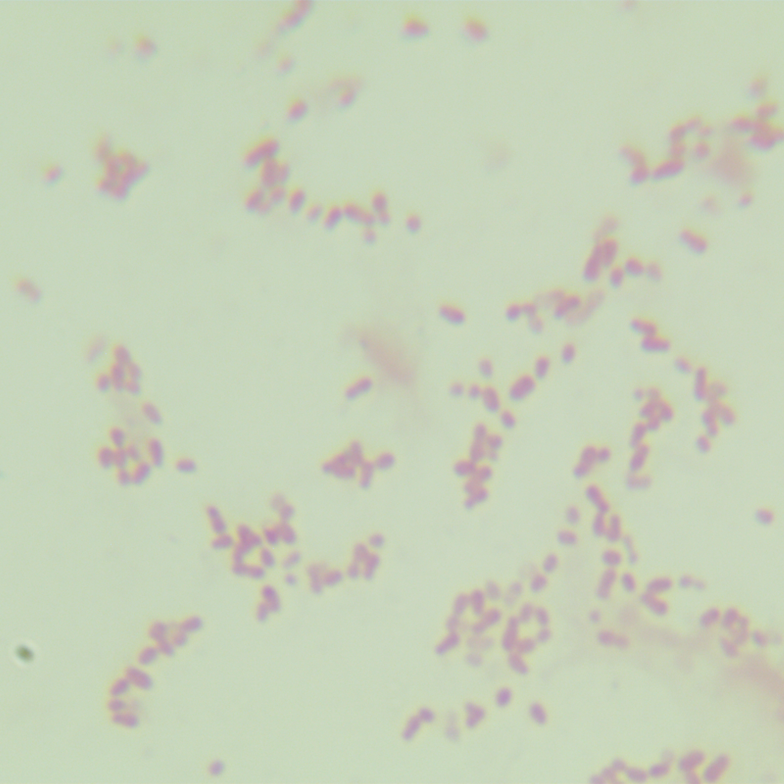 Henan Methylobacterium-BNCC