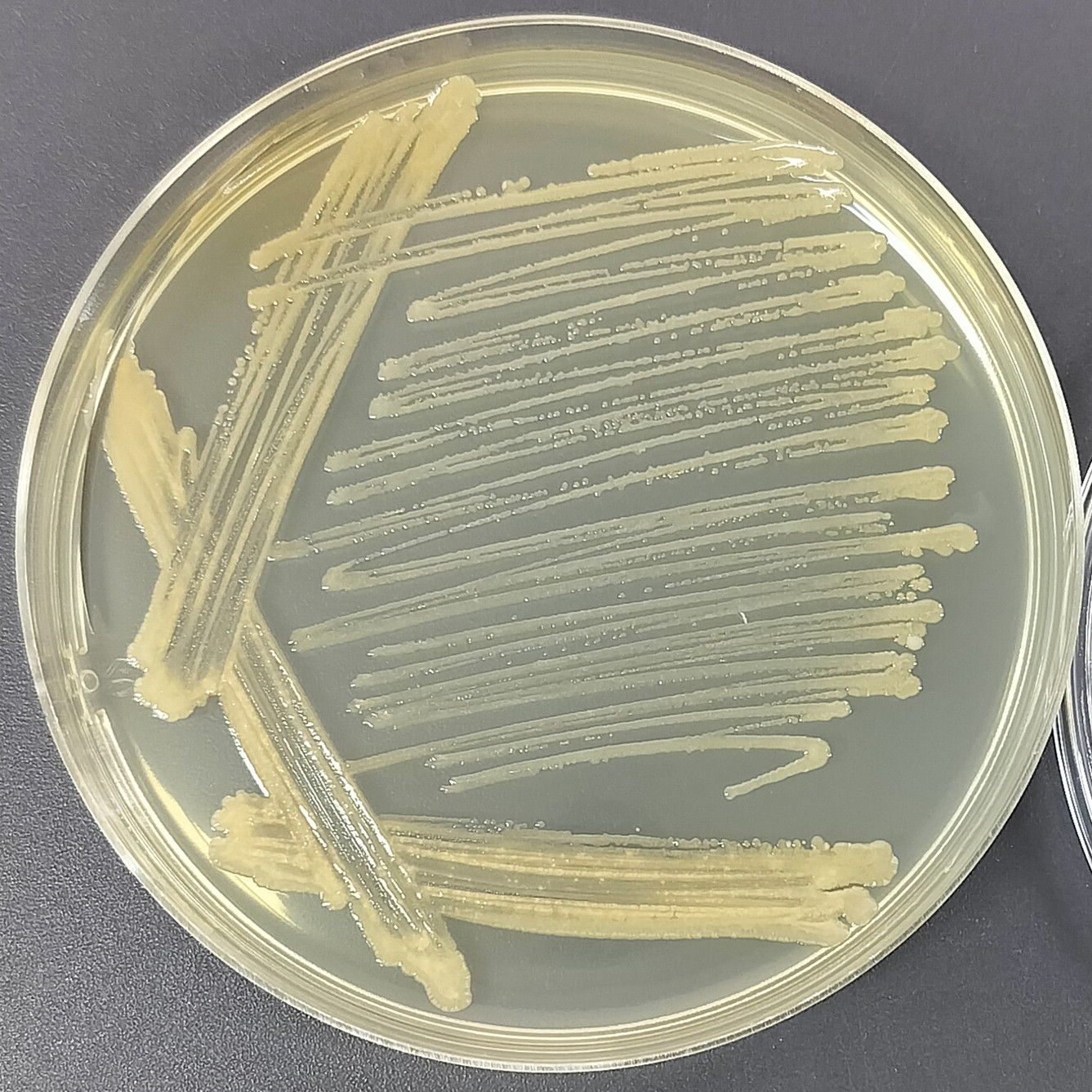 Bacillus pseudomelanosporus-BNCC