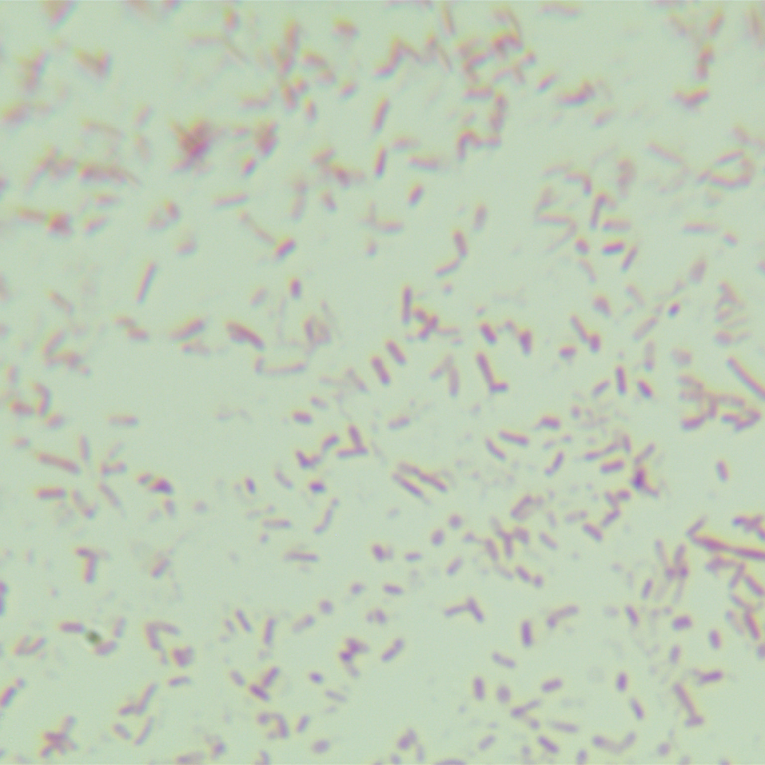 Bacillus pseudomelanosporus-BNCC