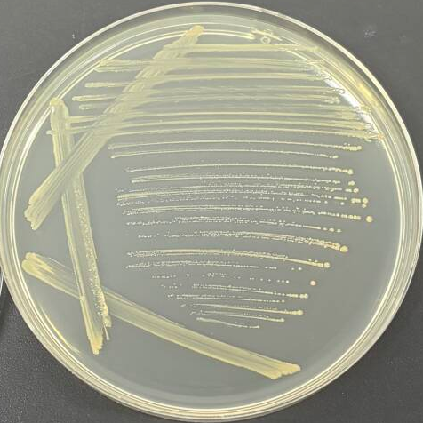 Bacillus pontiacensis-BNCC