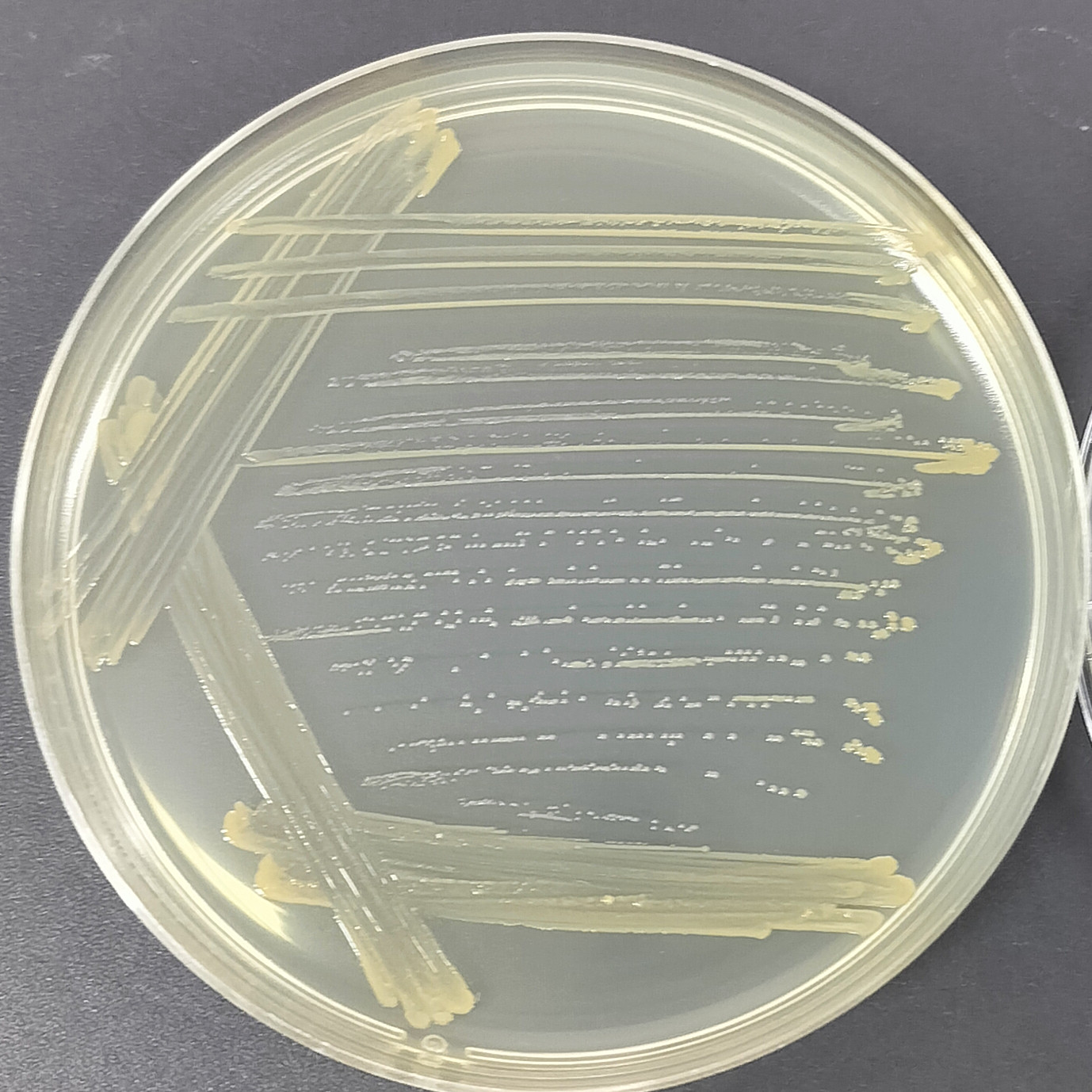 Bacillus cereus-BNCC