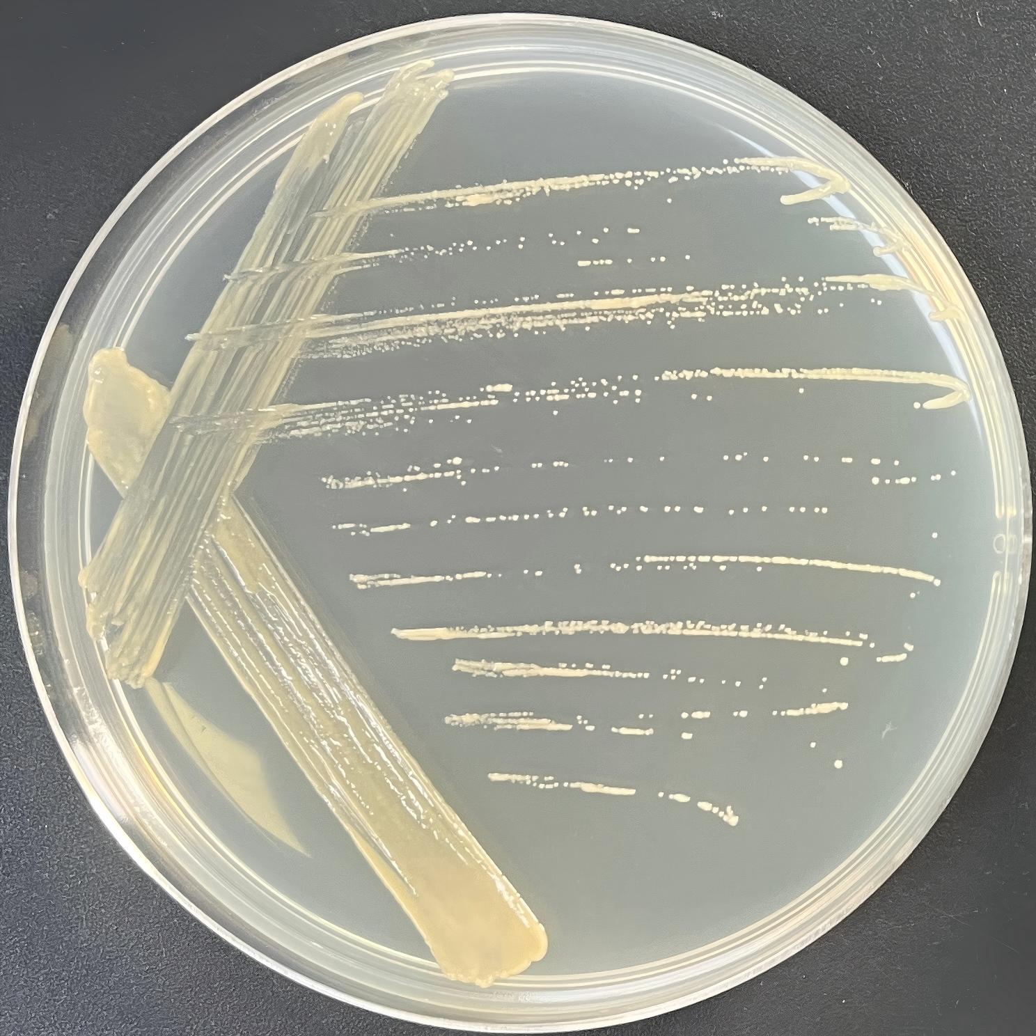 Xanthoceras salina-BNCC