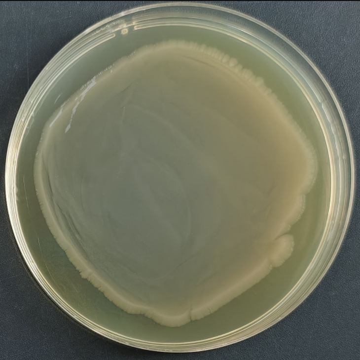Escherichia coli Bacteriophage T1 DNA Standard-BNCC