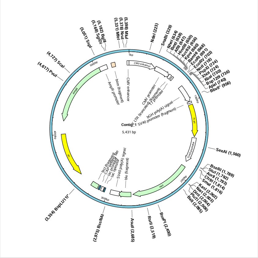 pCDNA3.1(+)-BNCC