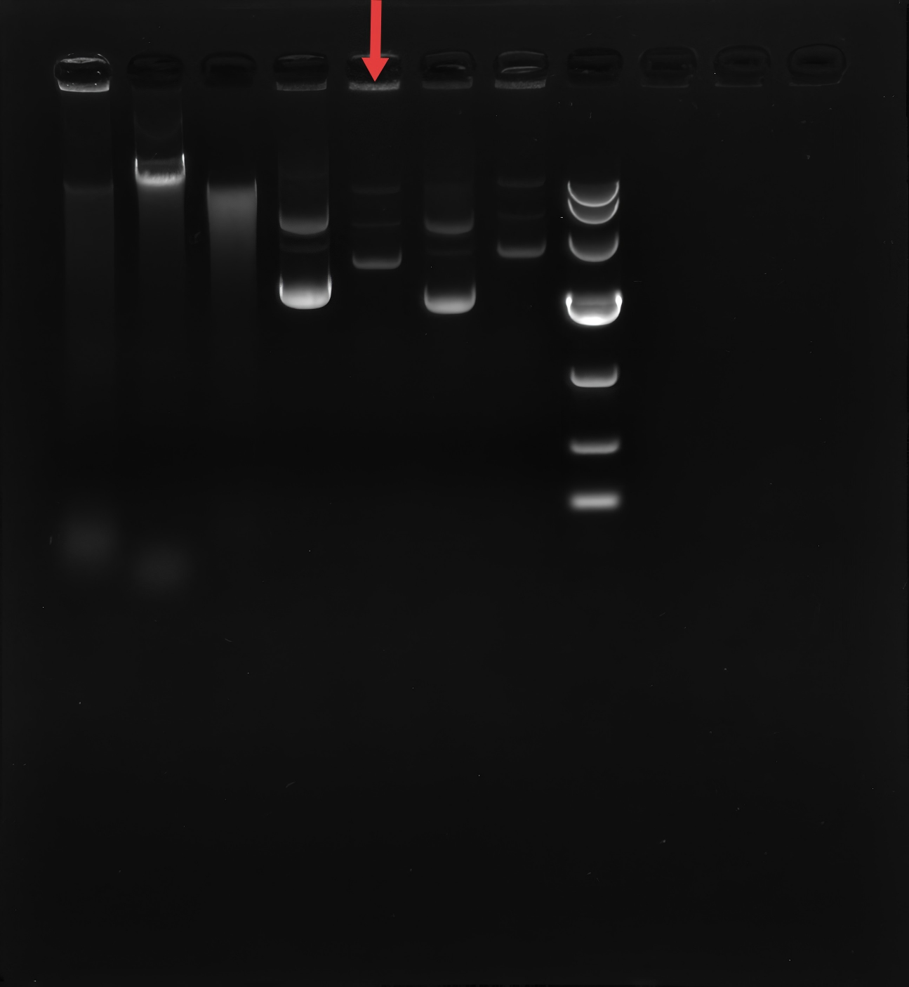 pET-28a-BNCC
