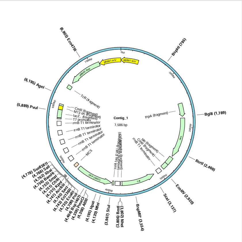 pPROBE-gfp[LVA]-BNCC