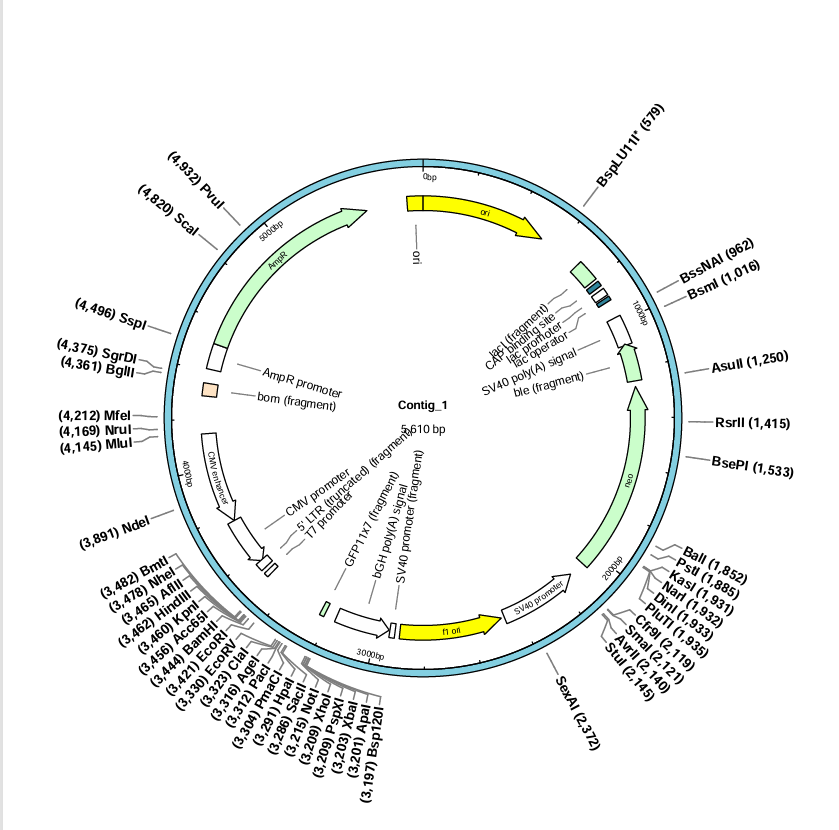 pcDNA3.1(+)CircRNA Mini Vector-BNCC