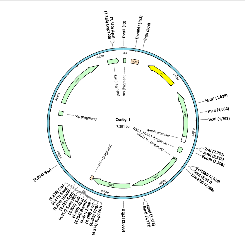 pLI50-pRPSL-mraY-EGFP-BNCC