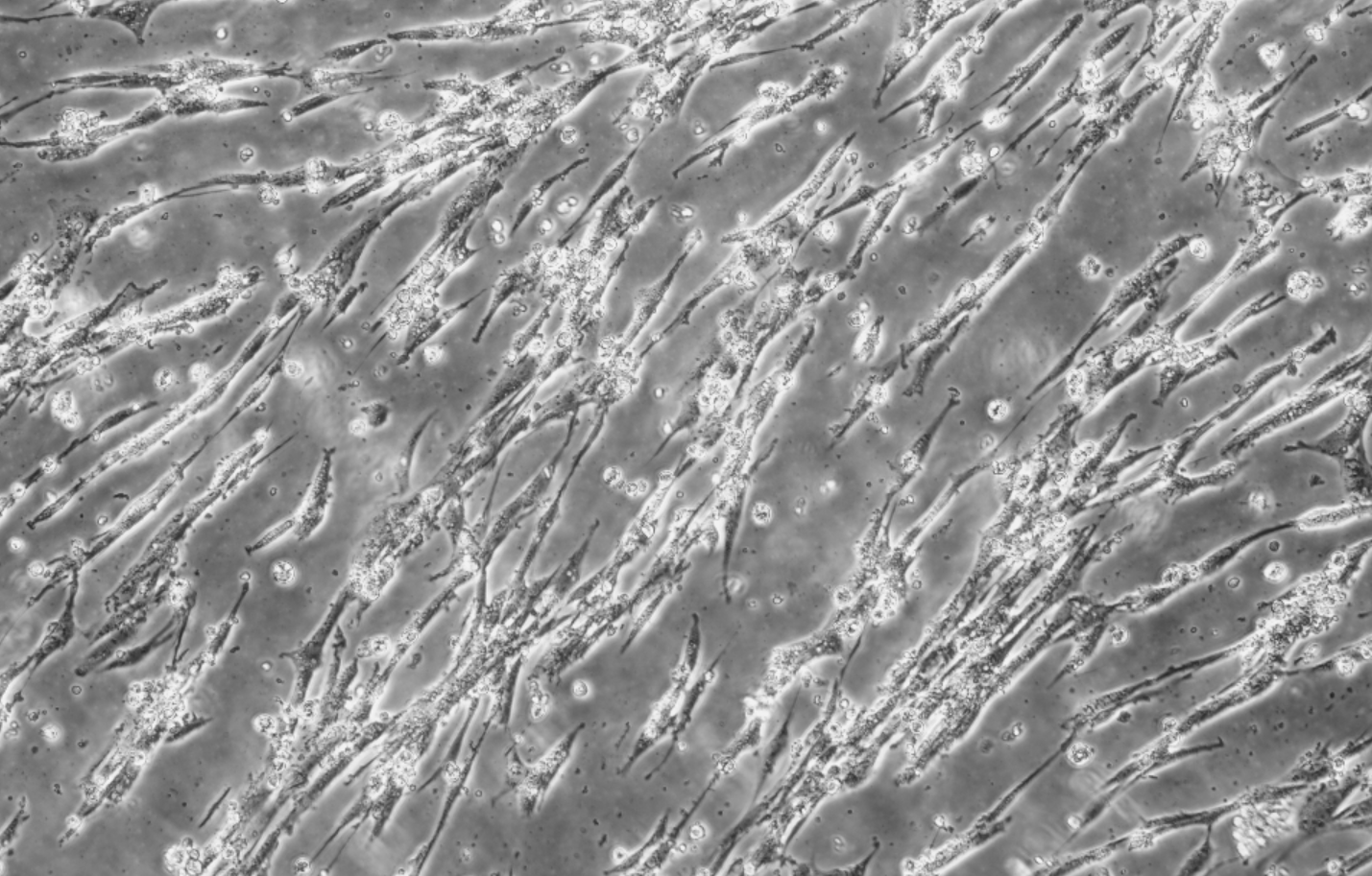 Guinea pig parainfluenza virus type 3 RNA standard-BNCC