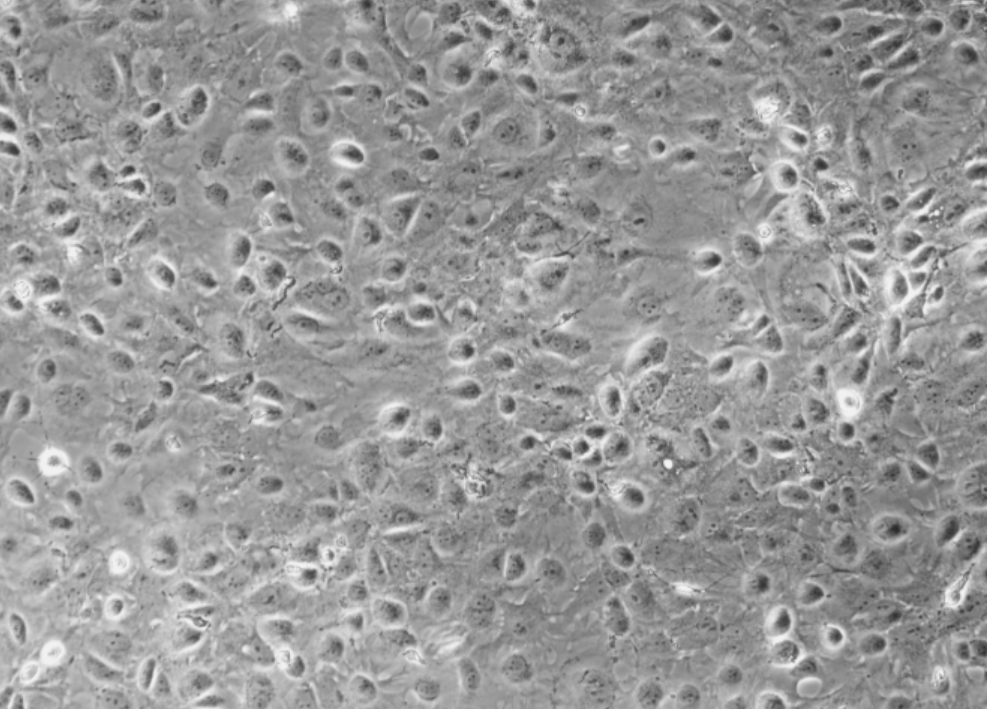 Bovine Rotavirus RNA Standard-BNCC