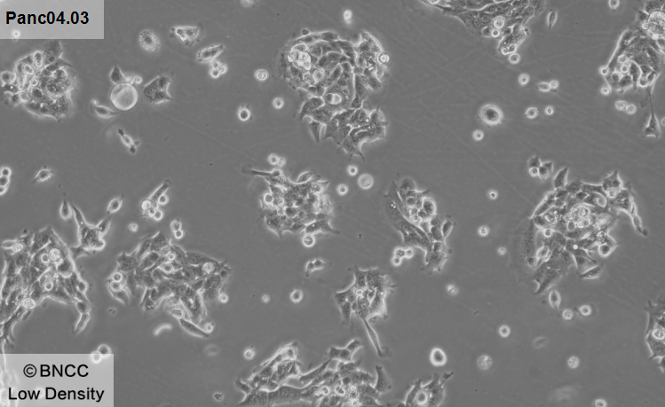 Human pancreatic ductal adenocarcinoma cells-BNCC