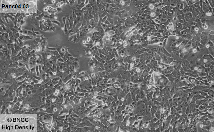 Human pancreatic ductal adenocarcinoma cells-BNCC