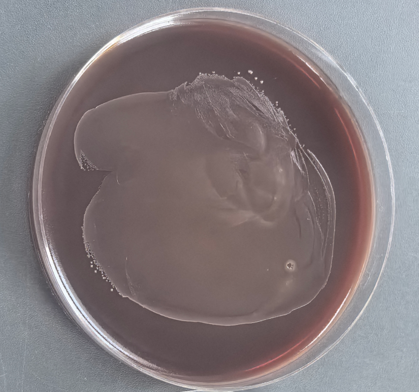 Human tissue Prevotella DNA standard-BNCC