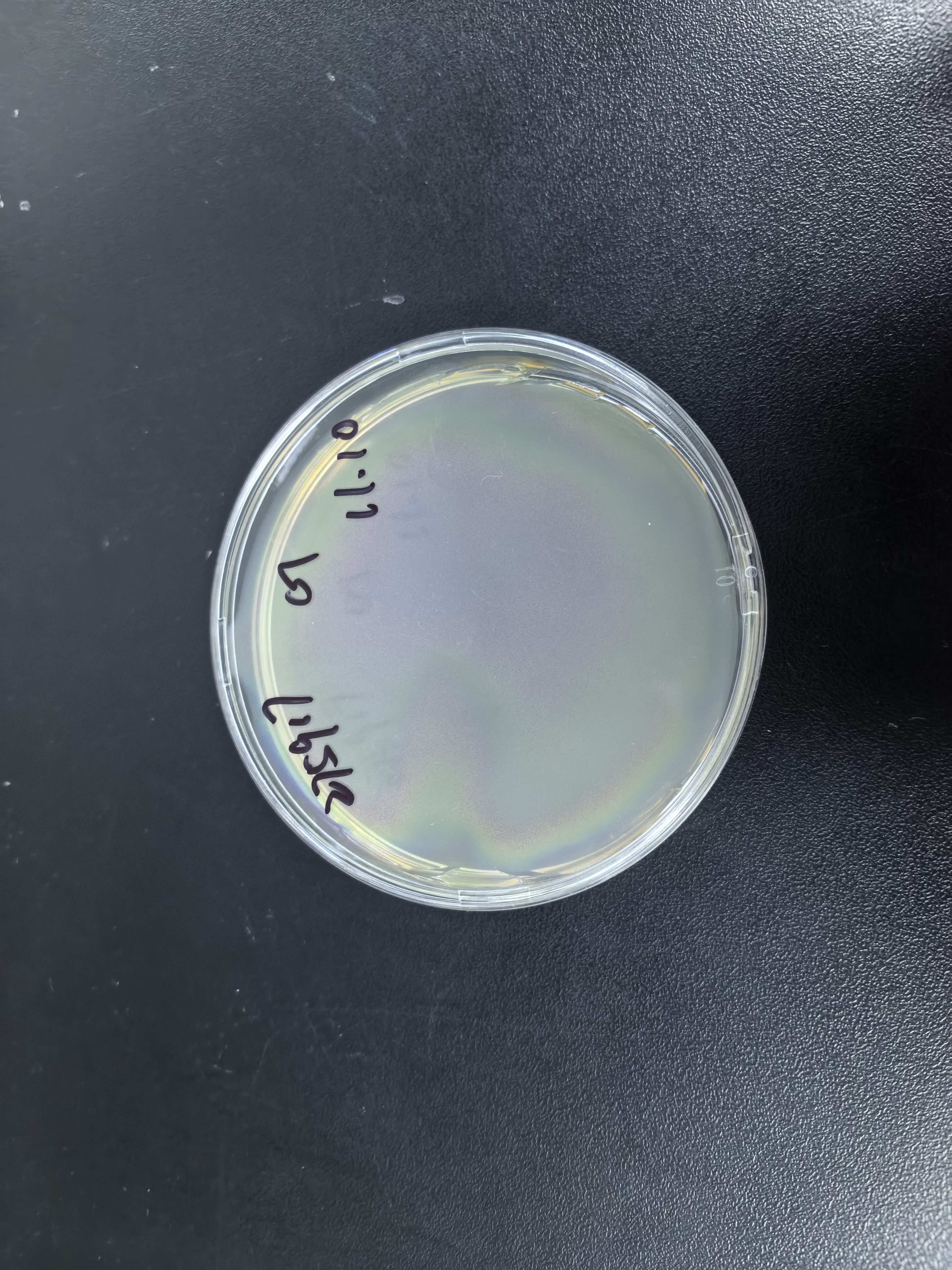 Staphylococcus aureus subsp. DNA standard-BNCC