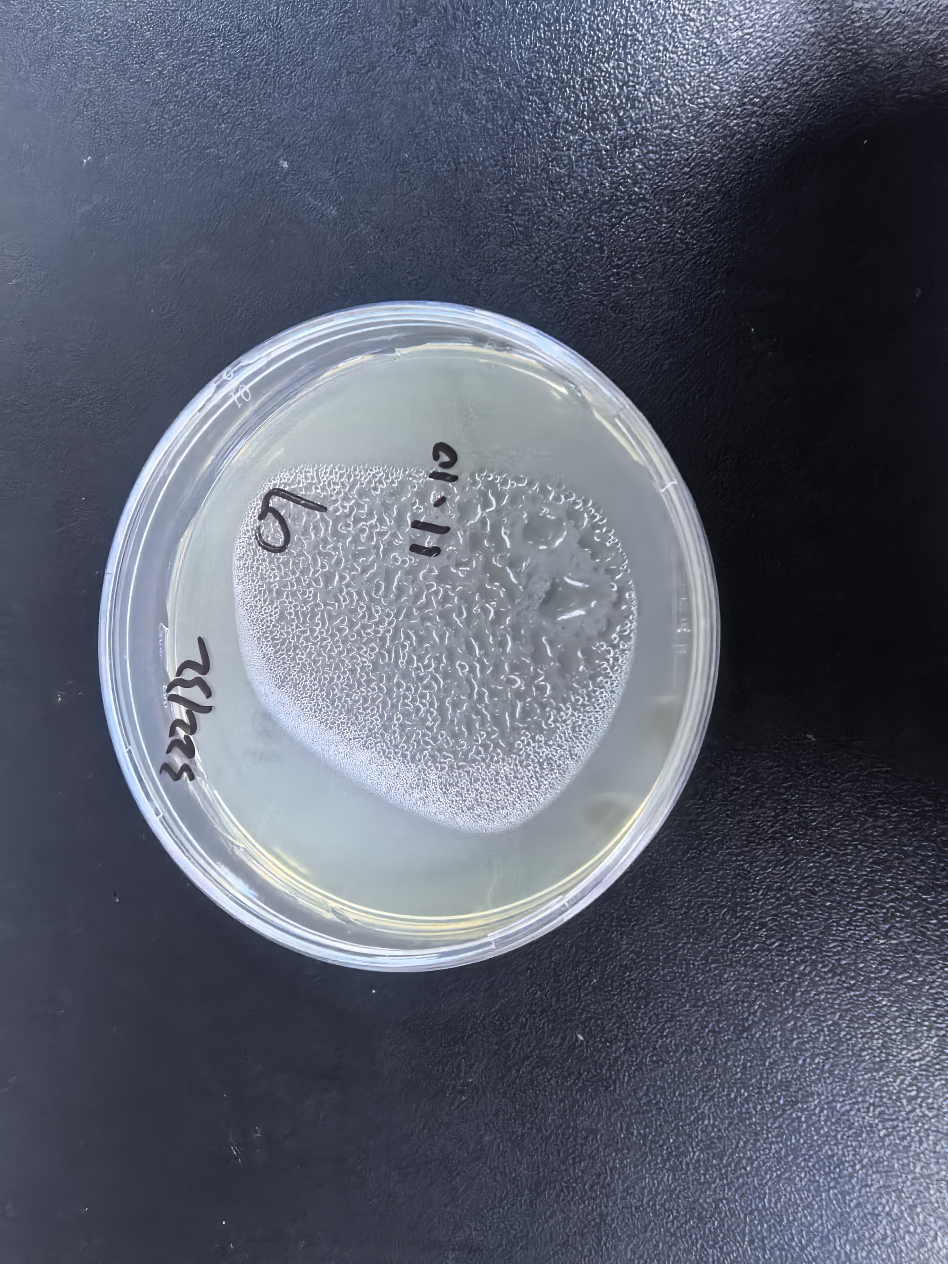 Staphylococcus aureus subsp. DNA standard-BNCC